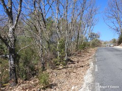 Phillyrea angustifolia