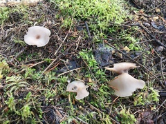 Clitocybe vibecina