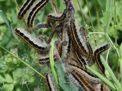 Malacosoma franconicum