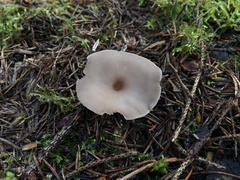 Clitocybe vibecina
