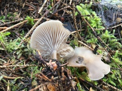 Clitocybe vibecina