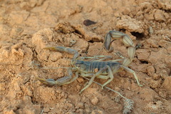 Androctonus amoreuxi