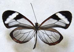 Oleria paula