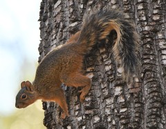 Sciurus nayaritensis