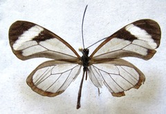 Oleria paula