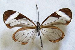 Oleria paula
