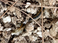 Scolopendra cingulata
