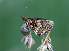 Melitaea aurelia