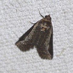 Lophoptera vittigera