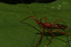 Rocconota tuberculigera