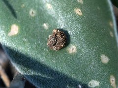 Apterona helicoidella