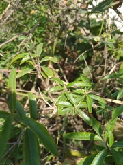 Aloysia citrodora