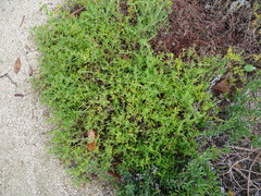 Lampranthus stenopetalus