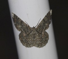 Amblychia subrubida