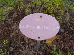 Lampranthus stenopetalus