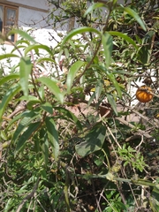 Aloysia citrodora