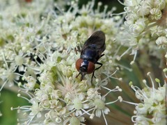 Chrysogaster solstitialis