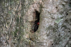 Scandarma gracilipes