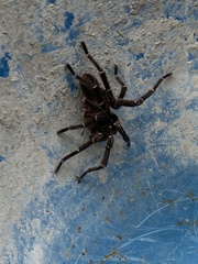 Cyrtopholis portoricae