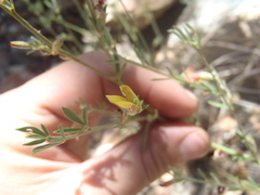 Acmispon wrightii