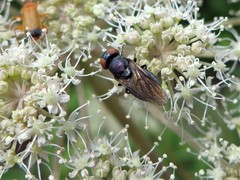 Chrysogaster solstitialis