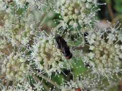 Chrysogaster solstitialis