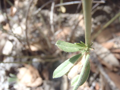 Acmispon wrightii