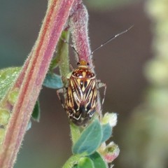 Taedia