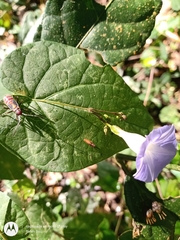 Ipomoea aristolochiifolia