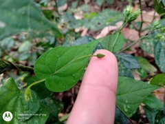 Ipomoea aristolochiifolia