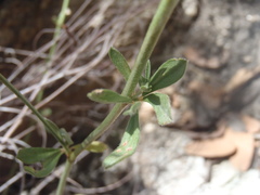 Acmispon wrightii
