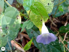 Ipomoea aristolochiifolia