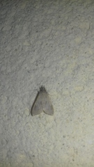 Mecyna asinalis
