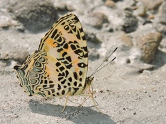Symbrenthia hypselis