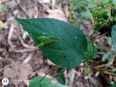 Ipomoea aristolochiifolia