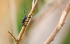 Ceroplesis orientalis