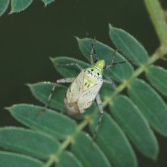 Taedia marmorata