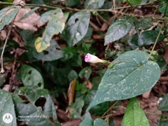 Ipomoea aristolochiifolia