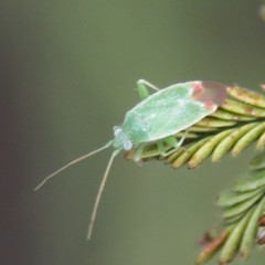 Parthenicus rufivenosus