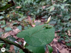Ipomoea aristolochiifolia