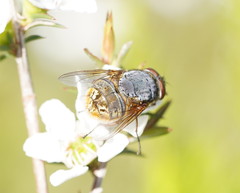 Calliphora stygia