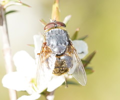 Calliphora stygia