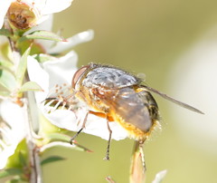 Calliphora stygia
