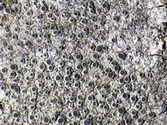 Rinodina pachysperma