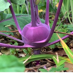 Brassica oleracea gongylodes