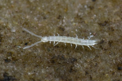Scutigerella
