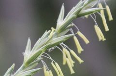 Thinopyrum intermedium intermedium