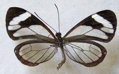 Ithomia patilla