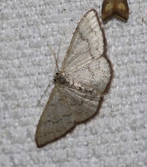 Idaea coercita
