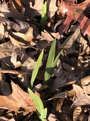 Iris domestica
